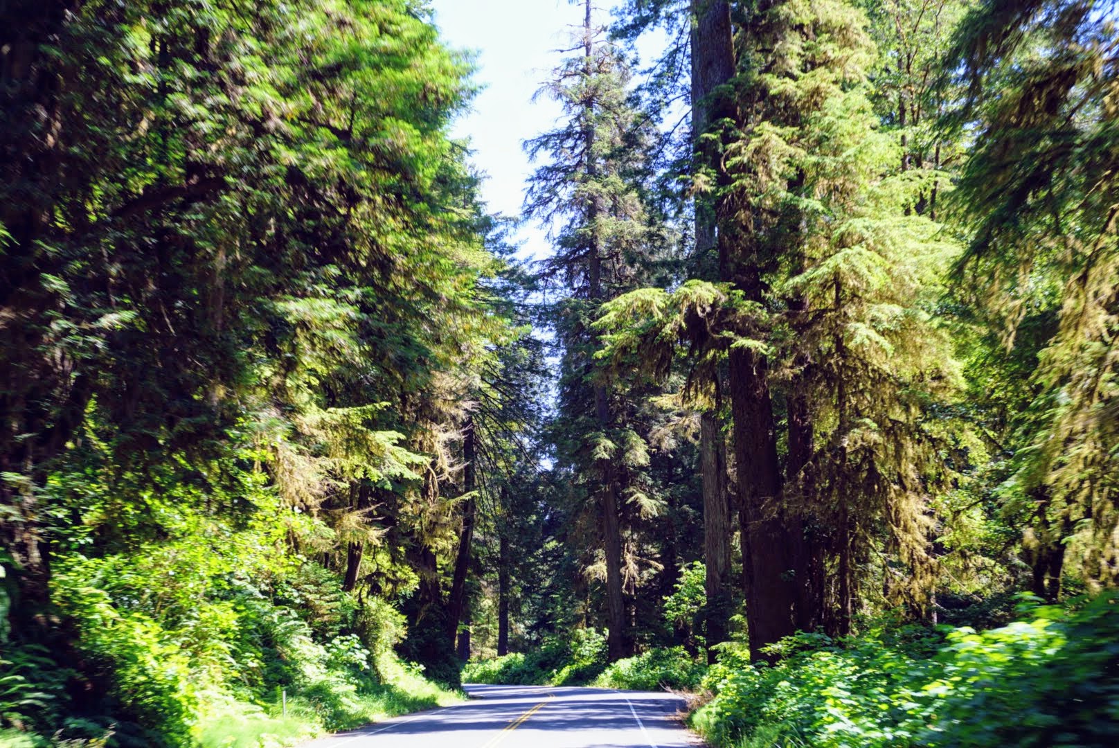 [Trip Report] Redwoods National Park - July 2019